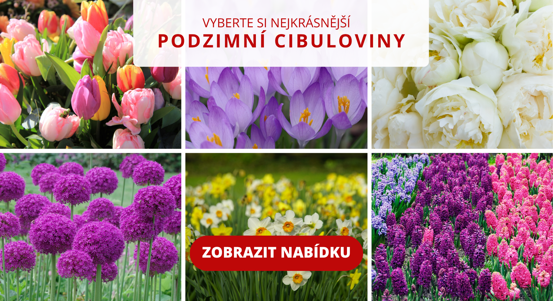 banner podzimní cibuloviny